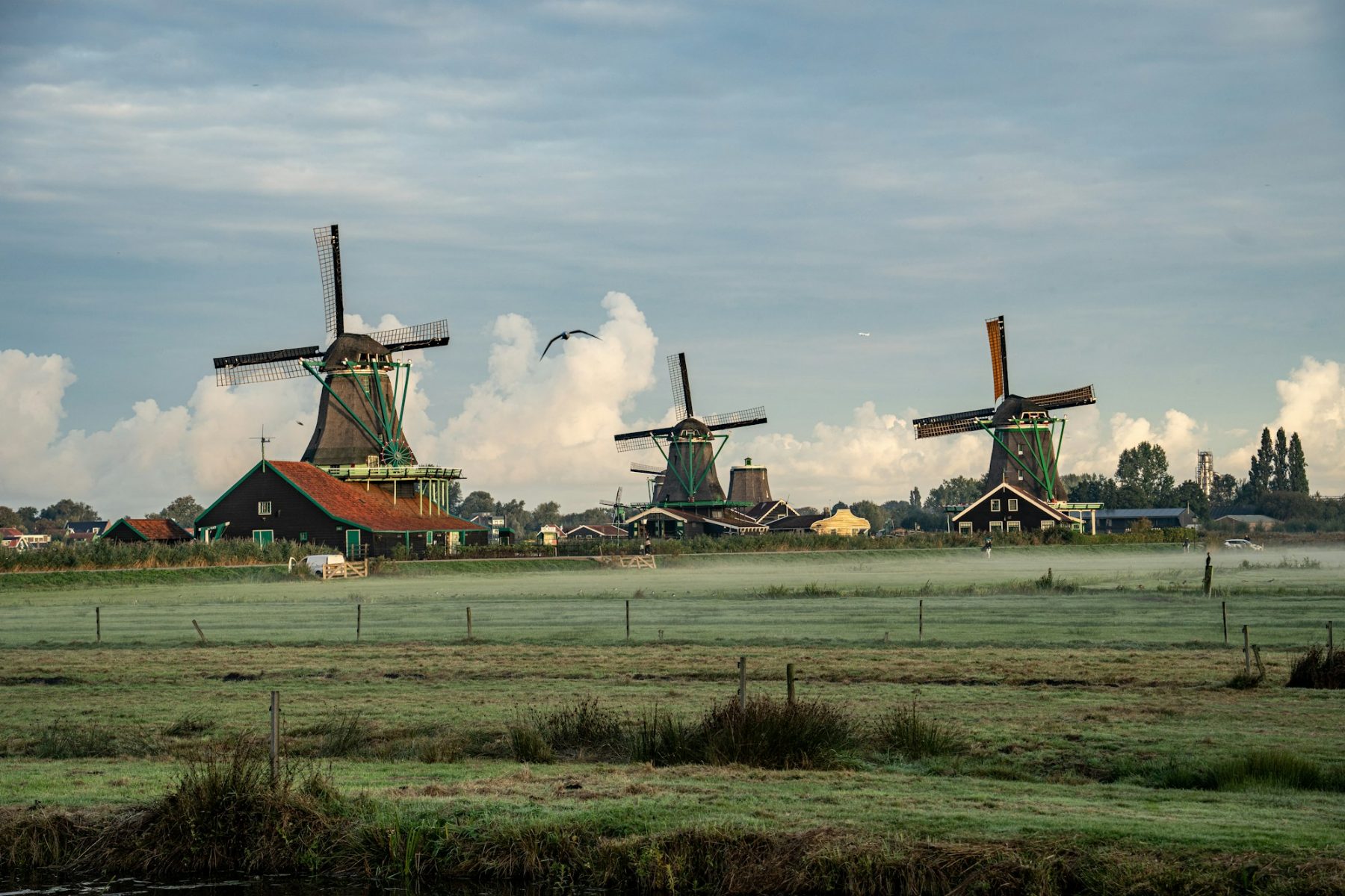 Molens achter een mistig weiland in de Zaanstreek bij dageraad.